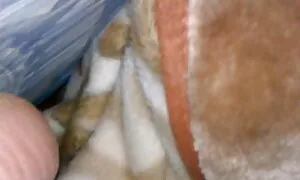I giovani sanno anche video porno gratis pompini come parlare